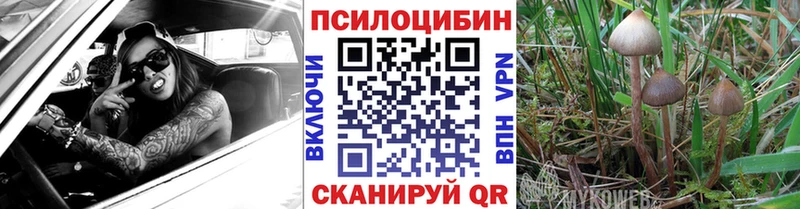 Купить закладки  Братск  Псилоцибиновые грибы Cubensis 